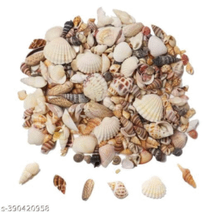 Mixed Sea Shell