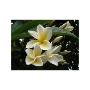 Morning Flower Fragrance